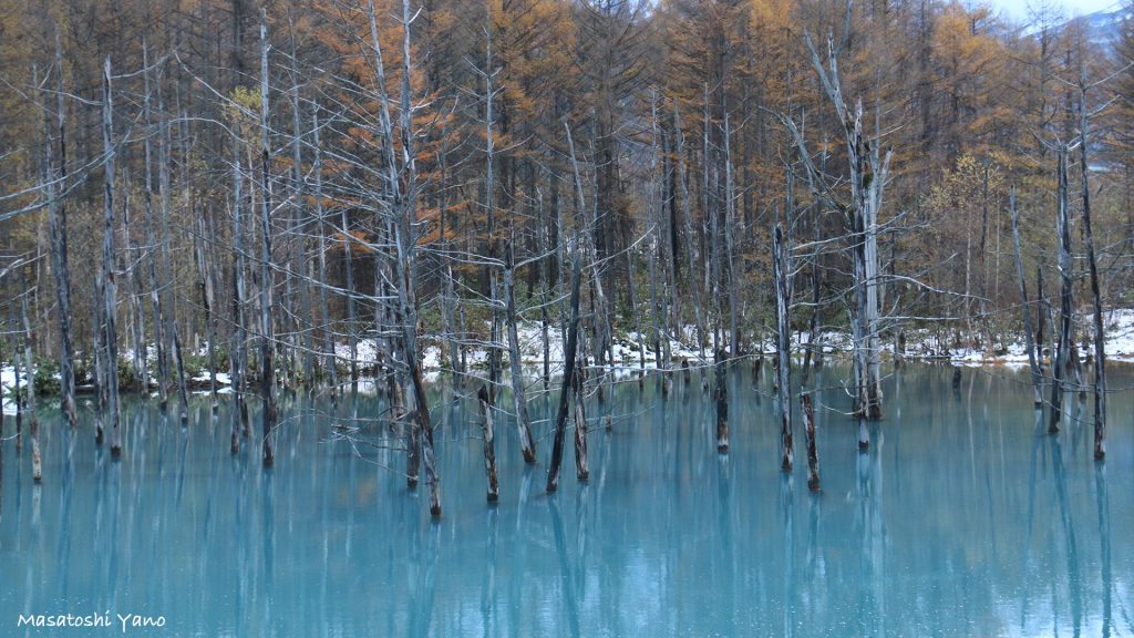 雪化粧をした青い池が観たい。