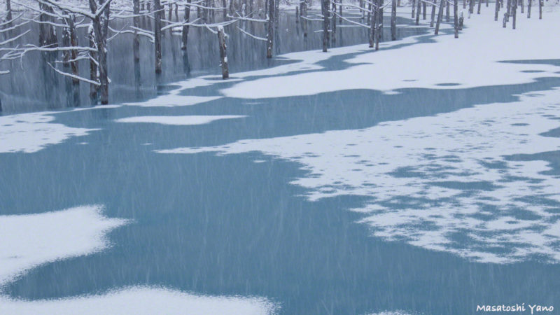 粉雪が降った青い池