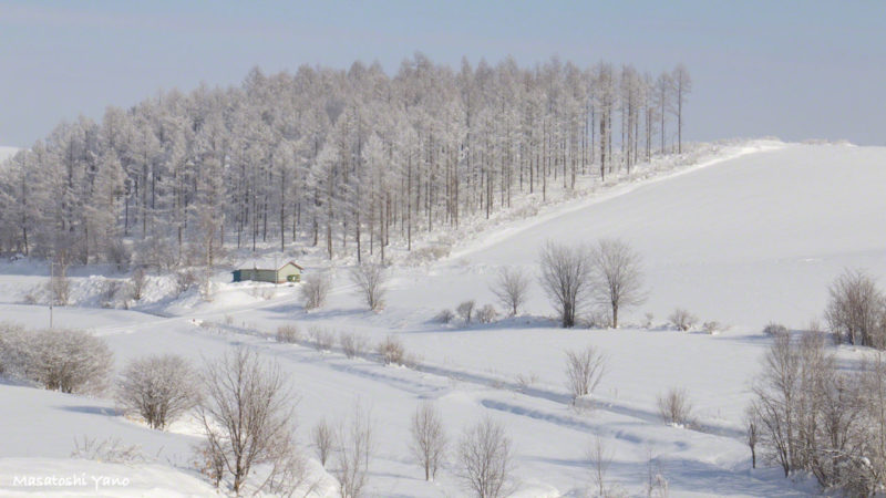 冬の北海道美瑛町の丘