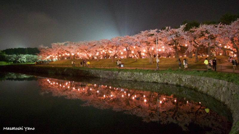 函館五稜郭公園の夜桜