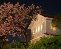 函館市内の桜