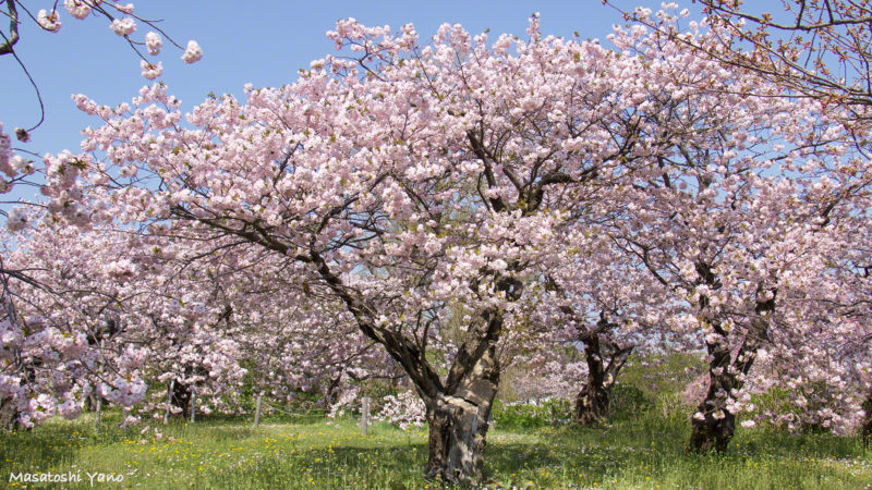 松前町、桜見本園にある南殿という桜