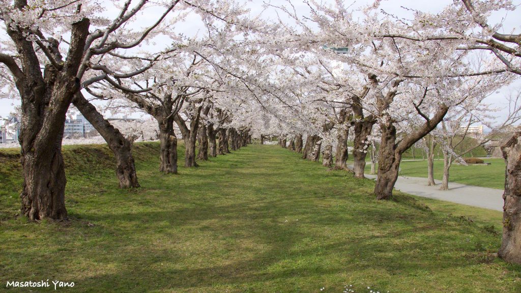 函館の五稜郭公園でいちめんに広がる桜たち、じつは個性であふれている