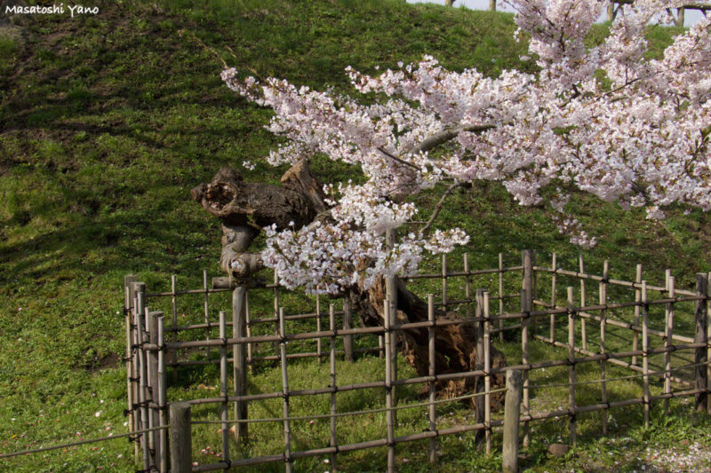 五稜郭公園の個性的な桜の木