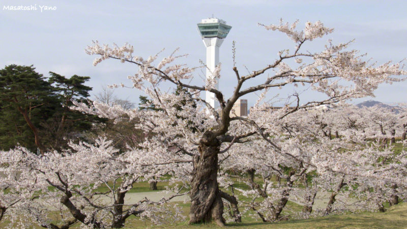 五稜郭公園の個性的な桜の木