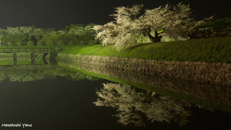 函館の五稜郭公園でライトアップされた桜