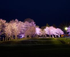 美瑛町、憩ヶ森公園の桜のライトアップ