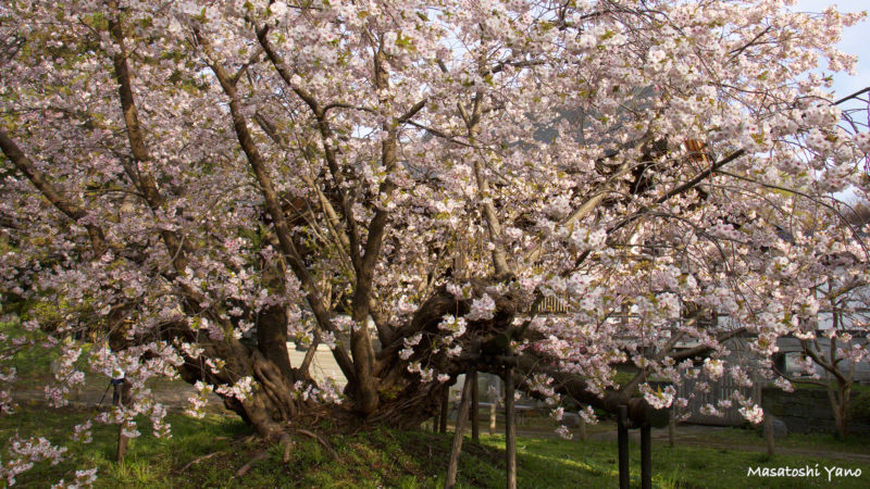 早朝に撮影した松前町の血脈桜