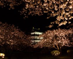 ライトアップされた松前城と桜