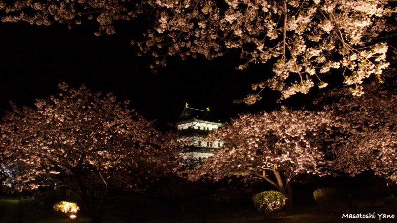 ライトアップされた松前城と桜