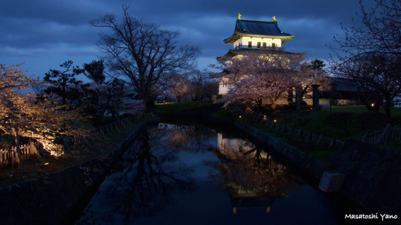 ライトアップされた松前城と桜。ブルーモーメントの時間帯に撮影。