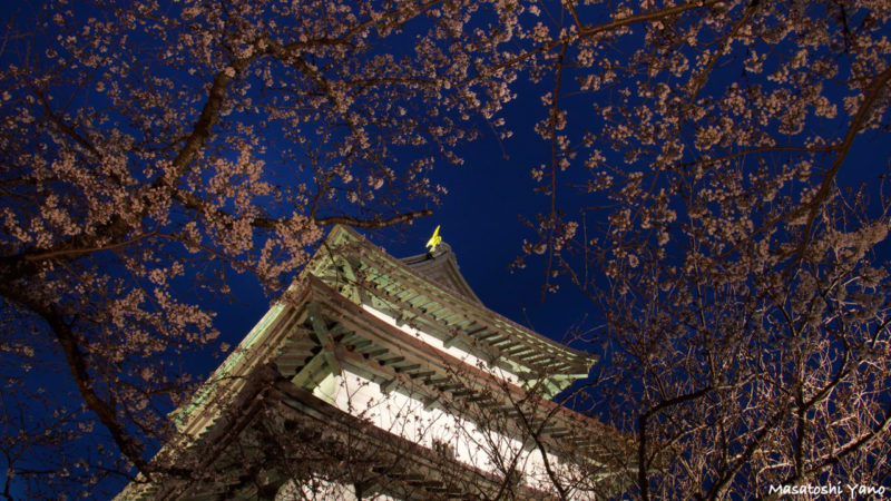 ライトアップされた松前城と桜。ブルーモーメントの時間帯に撮影。