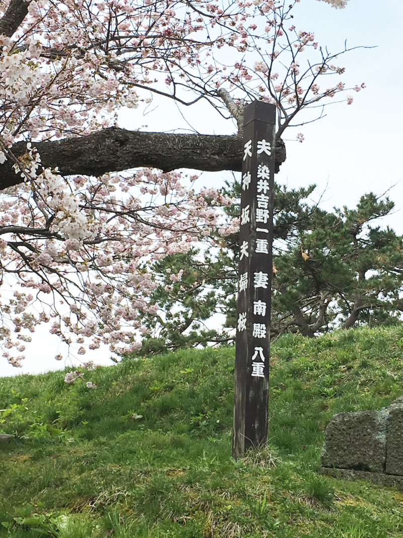 松前公園、夫婦桜の看板