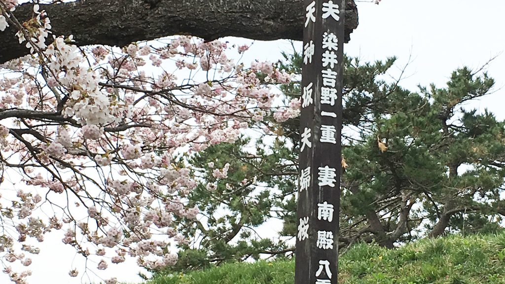 松前公園のもうひとつの見どころ"夫婦桜"も見逃せない！！
