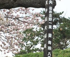 松前町にある夫婦桜の看板