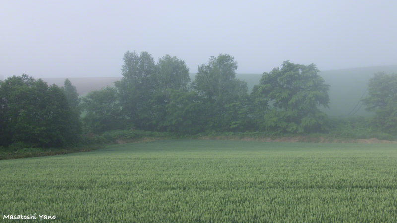 美瑛の丘の霧が晴れていく風景