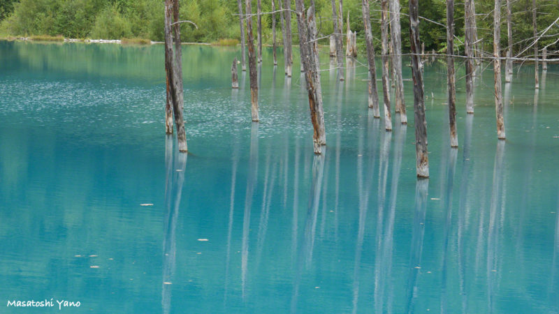 夏の青い池