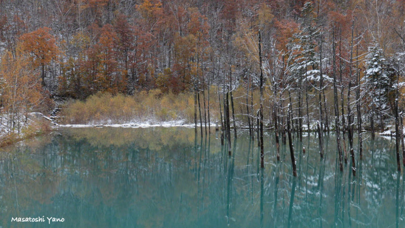 初雪の次の日の青い池