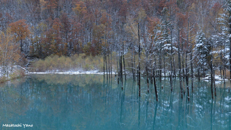 初雪の次の日の青い池
