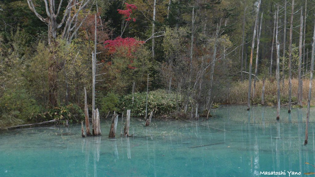 青い池の紅葉の到来！！今年の池の色はすきとおるようなキレイな青！！