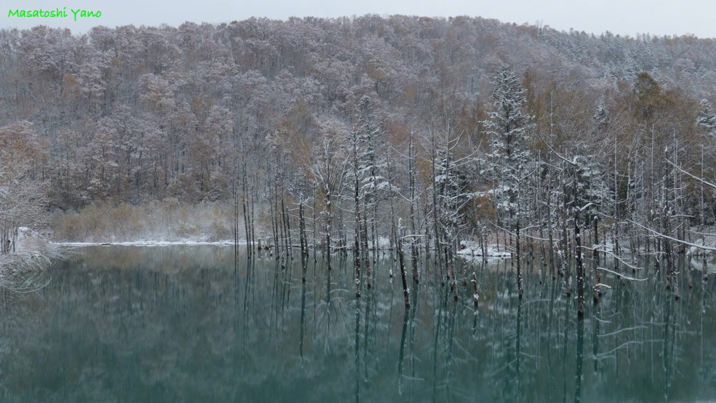 青い池の初雪…その景色はきびしい冬のおとずれを知らせるようだった