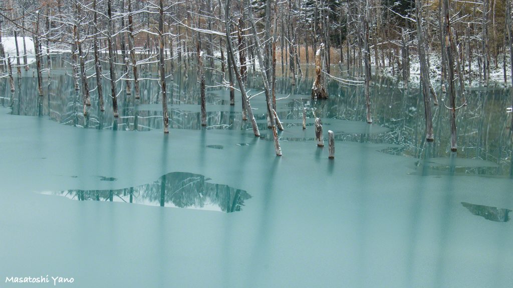 青い池がついに凍ってきました！！凍った青い池は美しい！〜その２〜