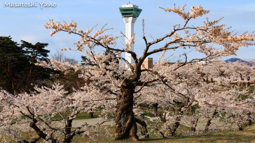 函館の桜の作品イメージも考えてみた