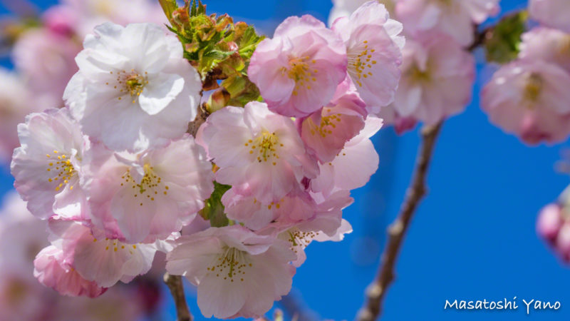 咲き始めた松前の桜