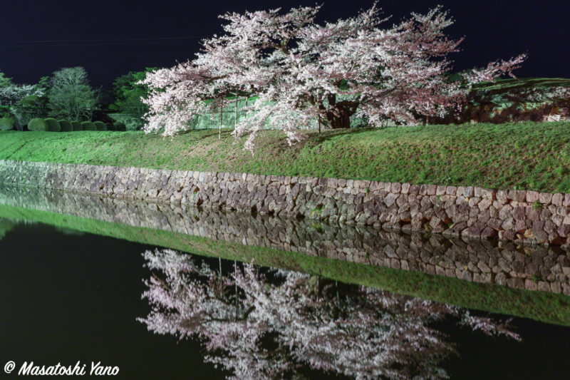 満開の五稜郭の桜 五稜郭タワーから見下ろす桜と夜桜は特に見もの