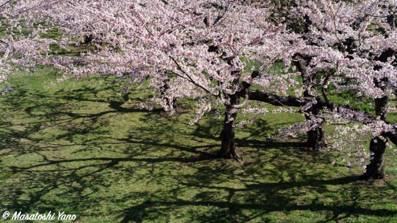 桜並木と影