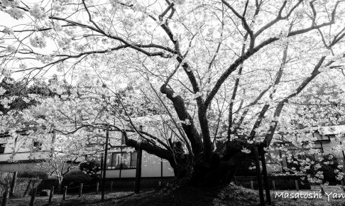 血脈桜のモノクロ写真