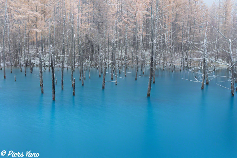 2019年の青い池の初雪