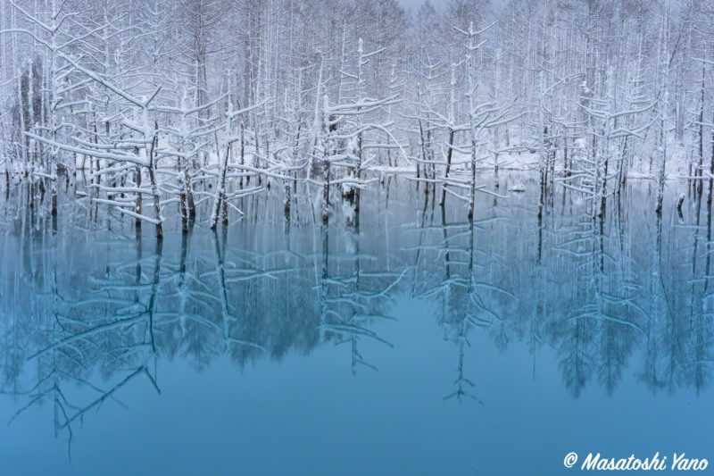 初雪が解けて、ふたたび雪が降った青い池