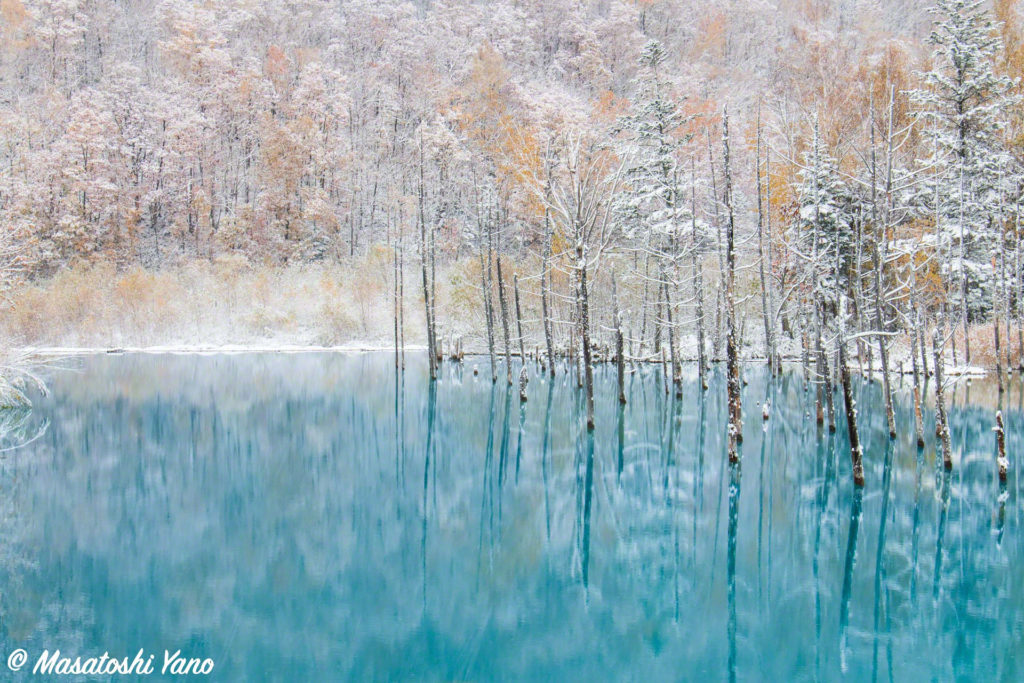 青い池の初雪…その景色はきびしい冬のおとずれを知らせるようだった