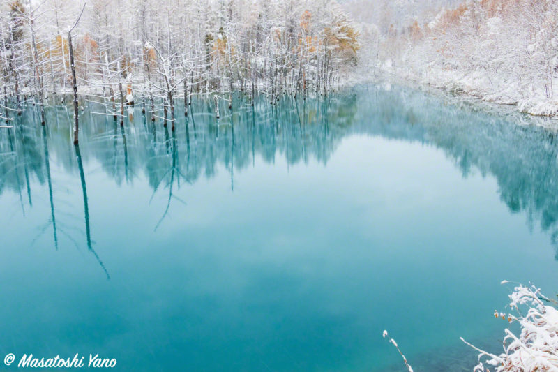 青い池の初雪