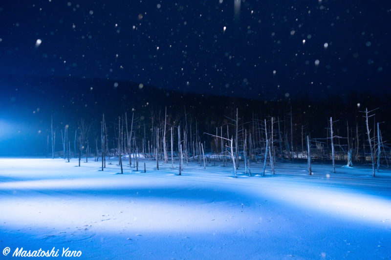 青い池のライトアップ4月に降る雪