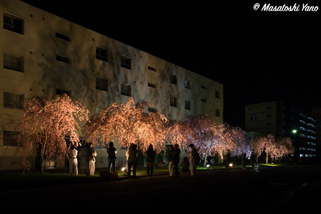 旭川の市営住宅街にある隠れたお花見スポットのライトアップがとても幻想的でした
